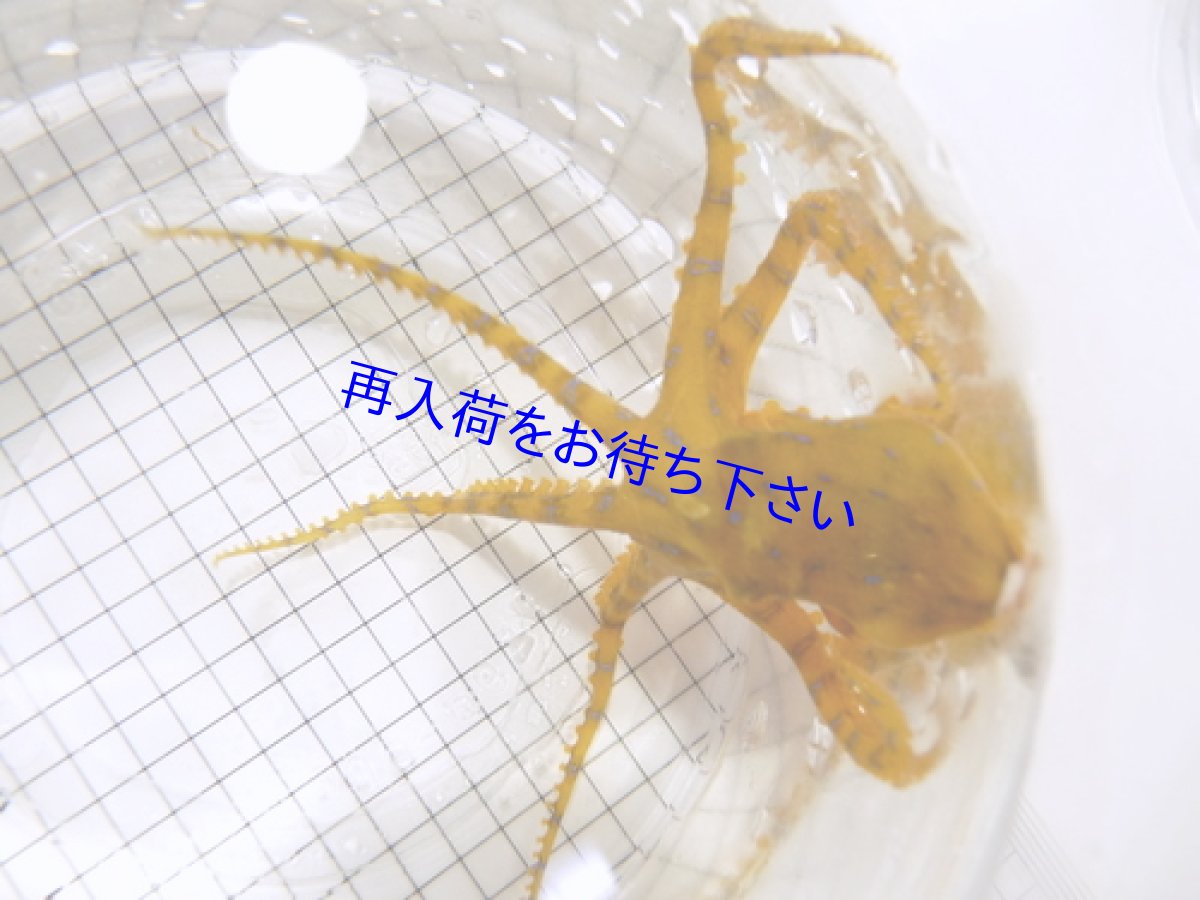 画像4: ヒョウモンダコ♪ 胴の大きさ 2.5cm前後 (4)