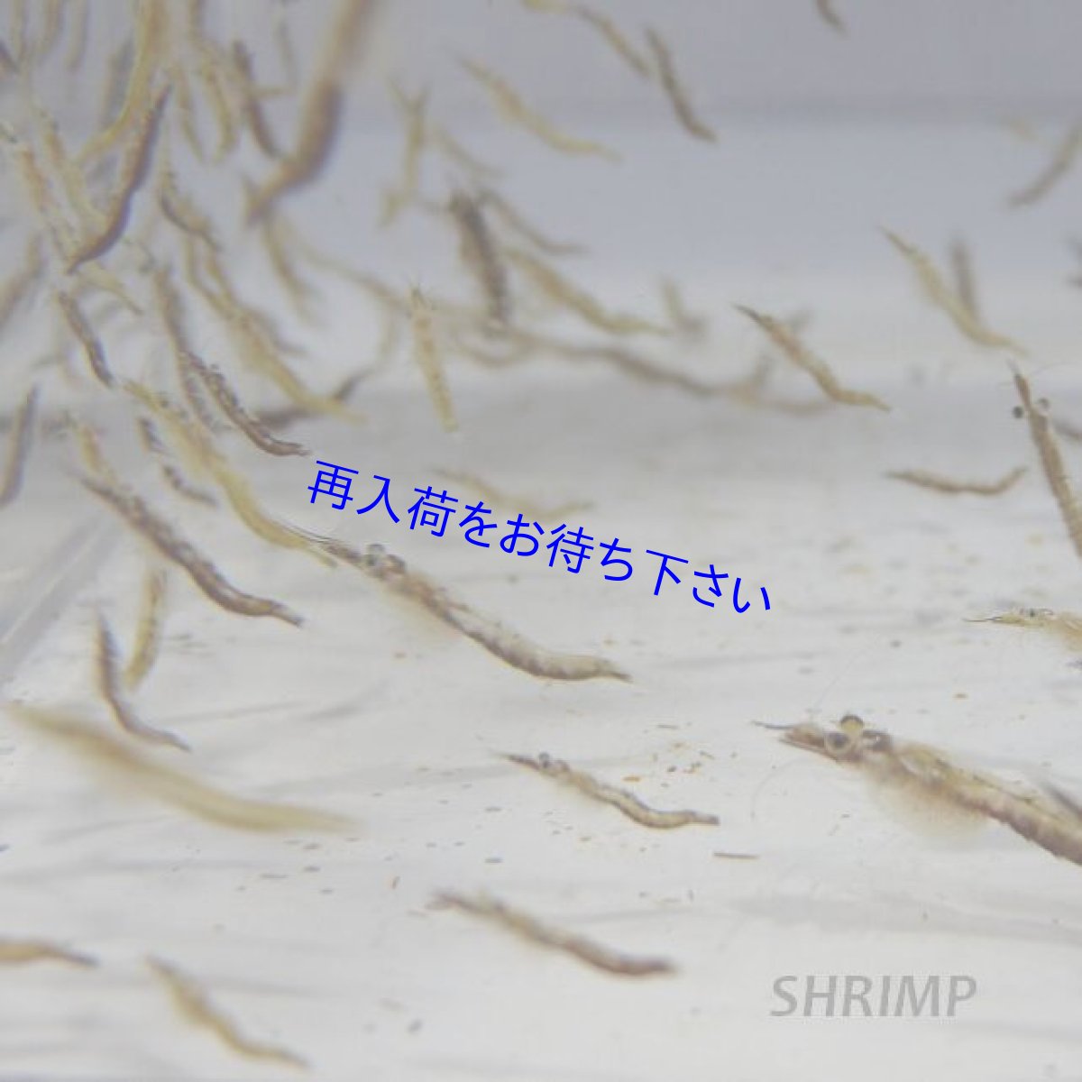 画像2: 【Sサイズ　10mm以下が主】茶アミ・その他アミエビなどＭＩＸ　200匹以上 (2)
