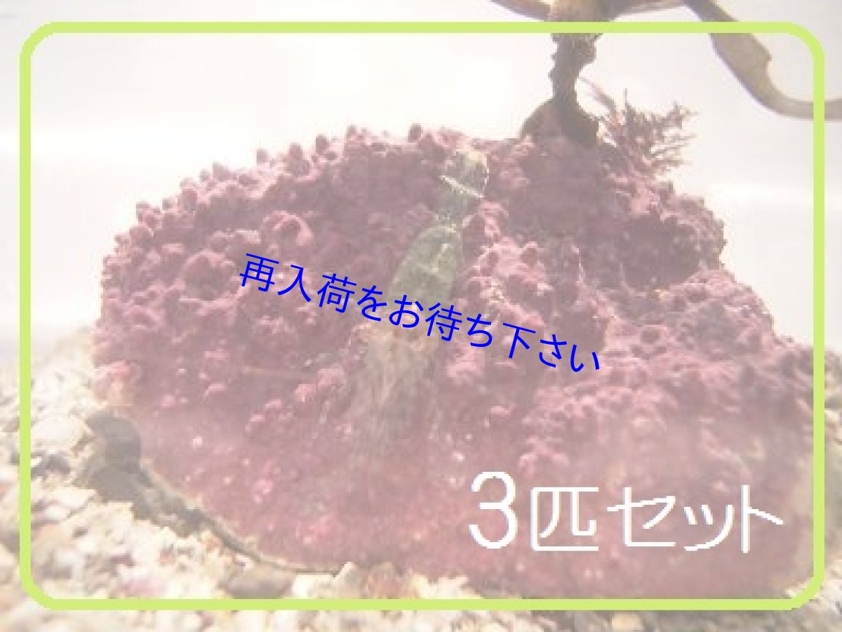 画像1: 藻のお掃除に♪アシナガモエビ　Lサイズ３cm以上　◆3匹セット◆ (1)