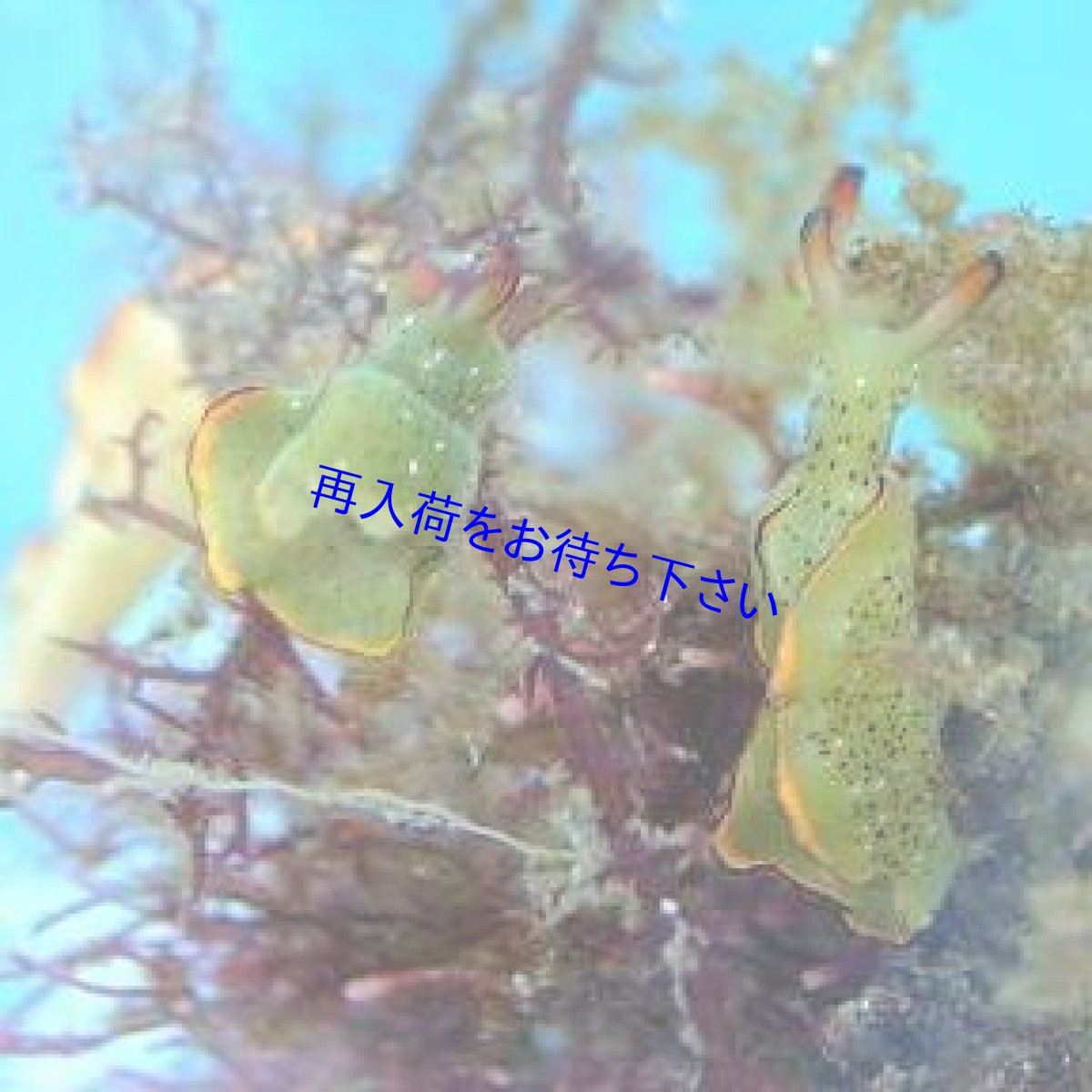 画像1: 【ハネモ・藻を食べる】　コノハミドリガイ　 (1)