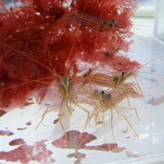 画像3: カーリー退治に！　アカシマモエビ　3〜4センチ前後 (3)