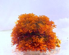 画像1: 根付き海藻 (1)