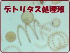 画像1: 【水槽のお役立ち・ダイノス対策にも】デトリタス処理！！餌としてもオススメ！ヨコエビなど動物性プランクトンワラワラいっぱい！ (1)