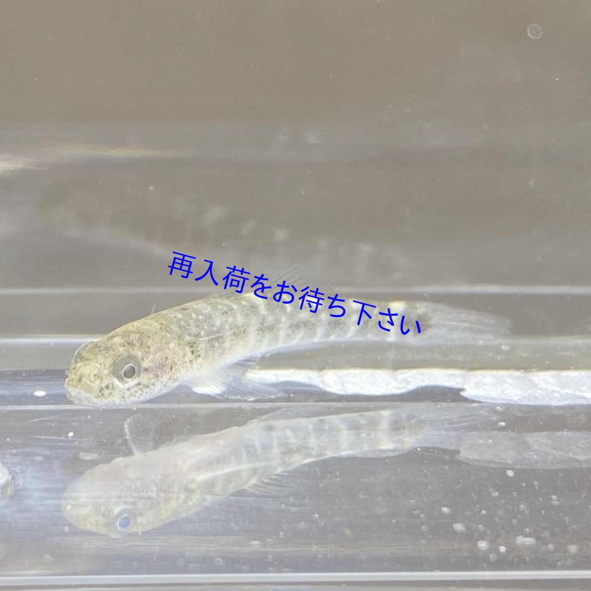 画像1: アゴハゼなどの稚魚　 5cm前後　２０匹＋α　 (1)