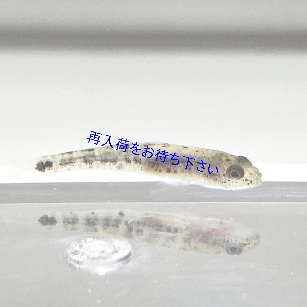画像2: アゴハゼなどの稚魚　 5cm前後　２０匹＋α　 (2)