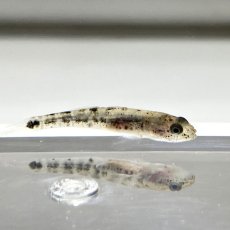 画像2: アゴハゼなどの稚魚　 5cm前後　２０匹＋α　 (2)