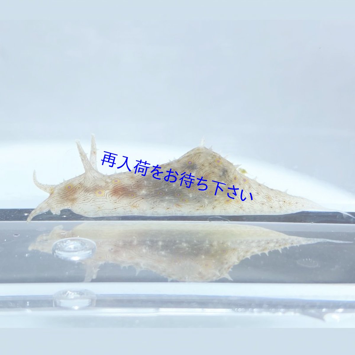 画像1: 激レアサイズ【シアノバクテリア・藻をバンバン食べる】　タツナミガイ幼生　1.5〜2cm前後 (1)