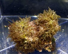 画像3: 【1.023worldエイジさんリクエスト商品♪】微生物付き 岩付き（根付き）海藻 ソゾ (3)