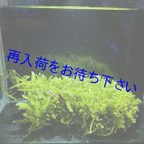 🌿海藻 - 海をお手本にしたアクアリウム シュリンプ