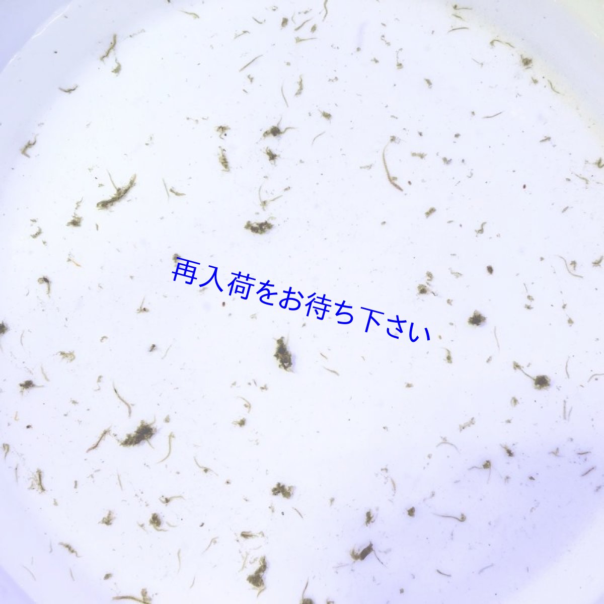 ゴカイ入り/無しをお選びください