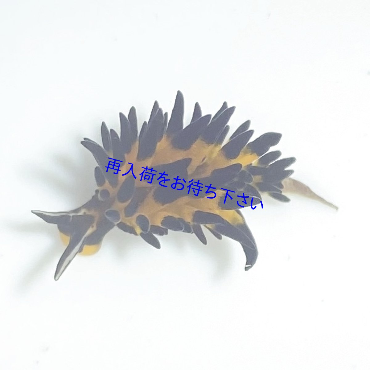 画像4: 【細い藻を食べる】　ツマグロモウミウシ　１〜２cm (4)