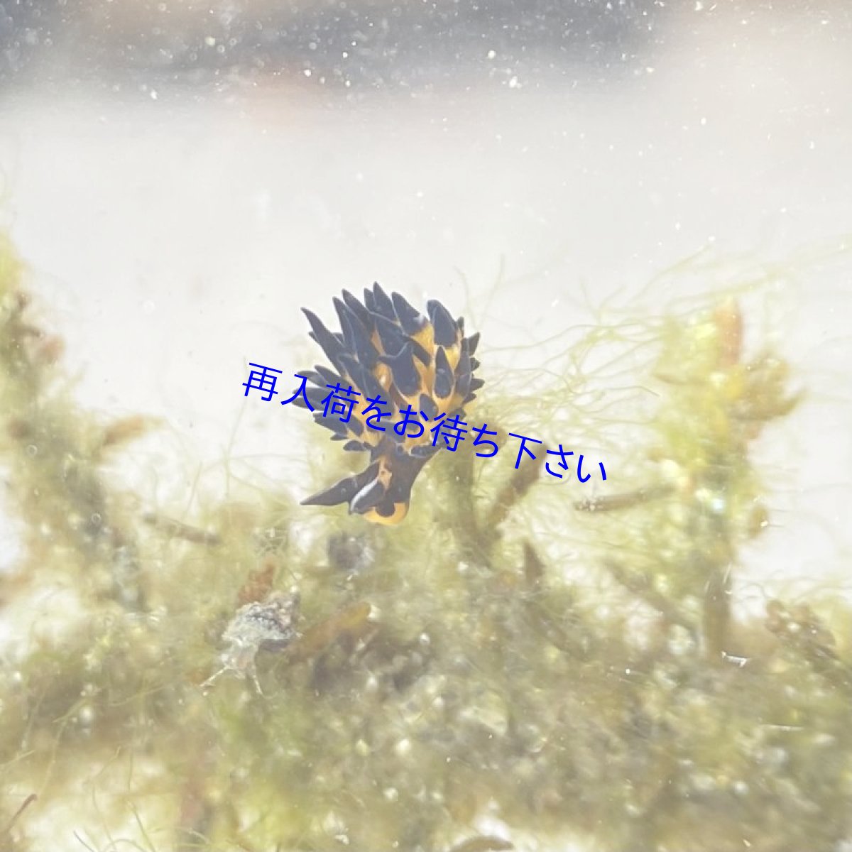 画像2: 【細い藻を食べる】　ツマグロモウミウシ　１〜２cm (2)