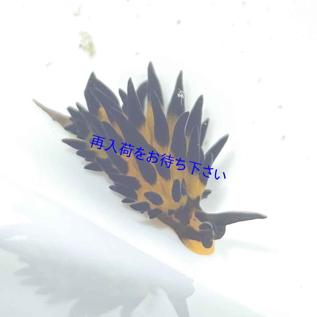 画像3: 【細い藻を食べる】　ツマグロモウミウシ　１〜２cm (3)