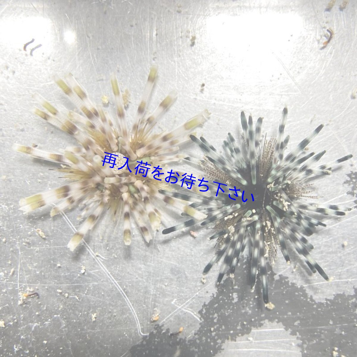 画像2: トックリカンガゼモドキ　オレンジ＆ブラック　2匹セット (2)