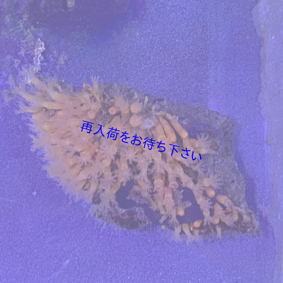 画像2: 【岩付き】ハナゴケの仲間　オレンジ (2)