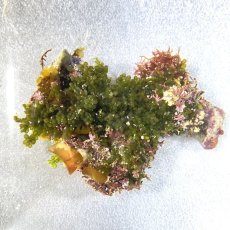 画像2: 【岩付き海藻】フサイワズタ (2)