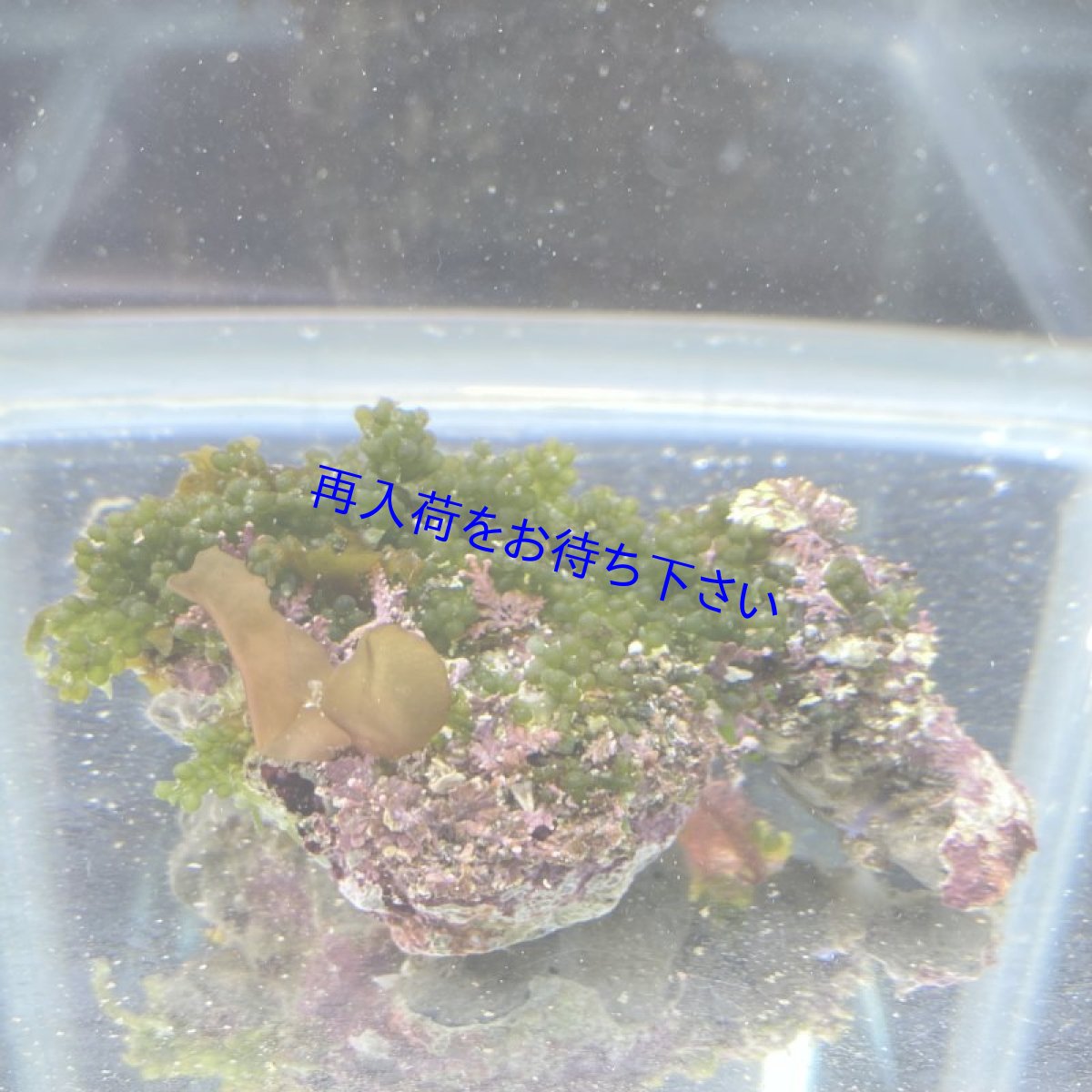 画像1: 【岩付き海藻】フサイワズタ (1)