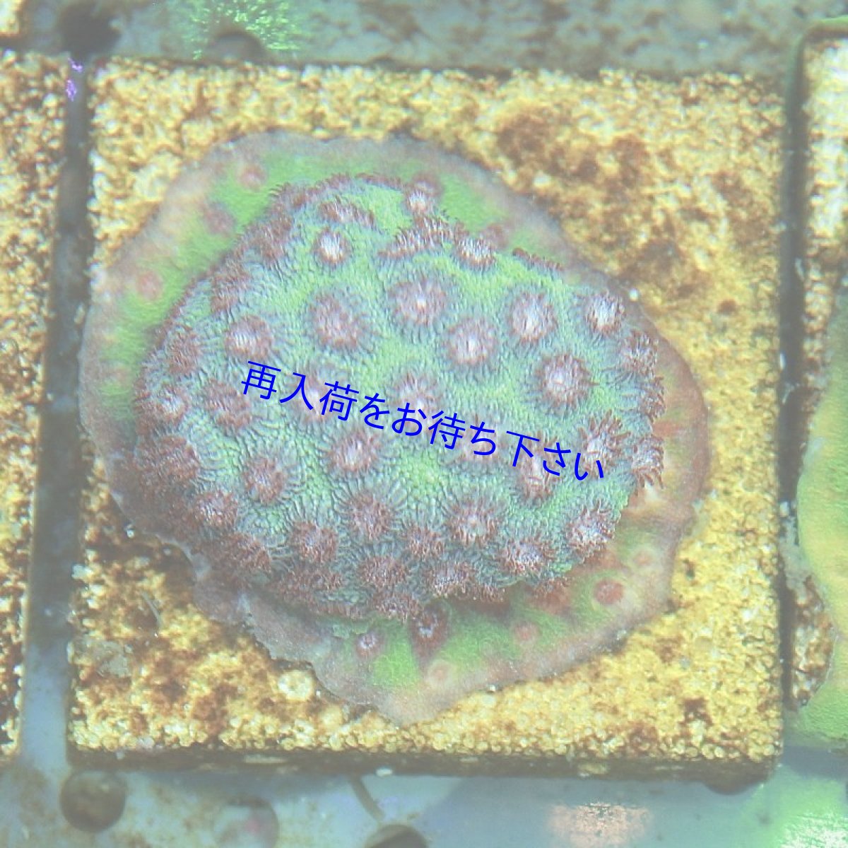 SPECTRA SP200 水深4M