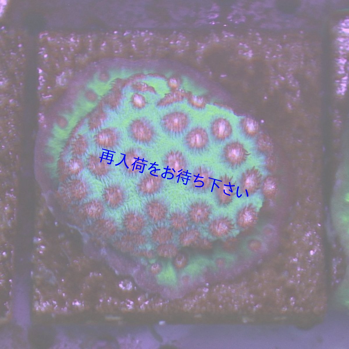 UVのみ