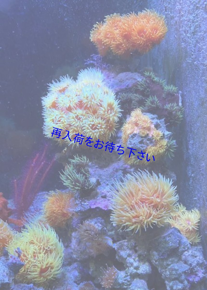 イボヤギなどの陰日性サンゴが喜びます。こちらの写真はコペポーダ投入後です