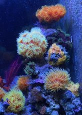 イボヤギなどの陰日性サンゴが喜びます。こちらの写真はコペポーダ投入後です