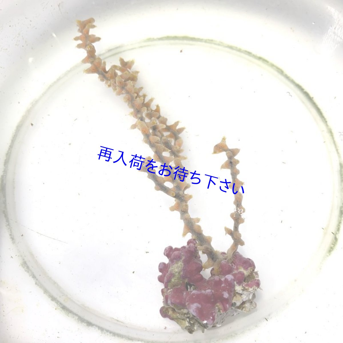 画像2: センナリスナギンチャク　A (2)