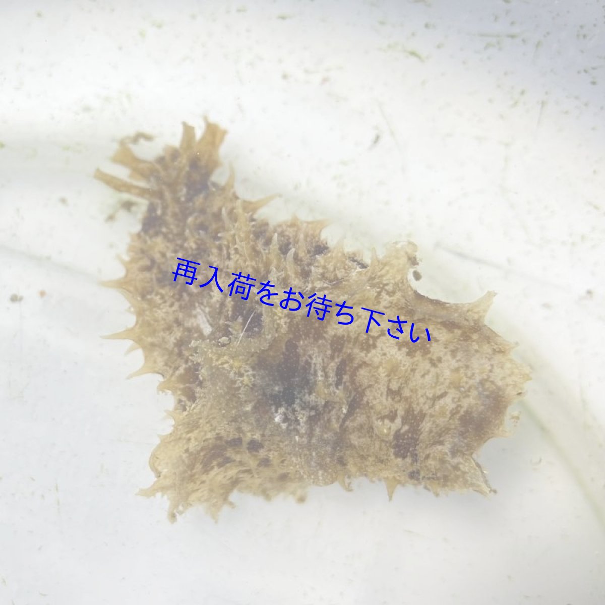 画像2: タツナミガイ　5〜7cm (2)