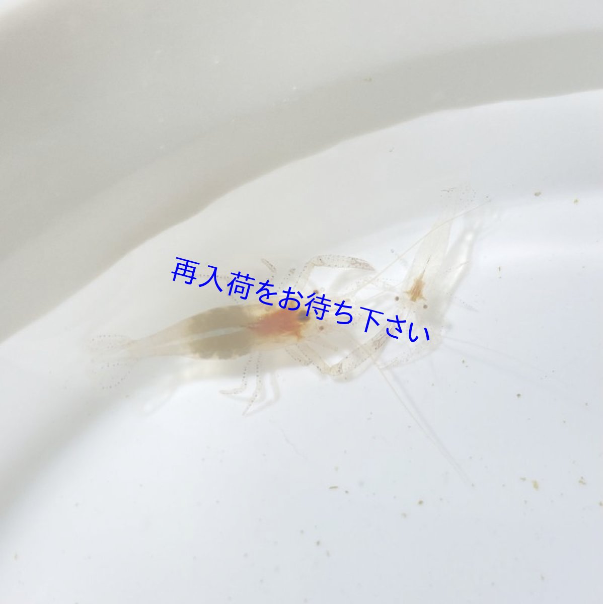 画像3: サンゴイソギンチャク＋カザリイソギンチャクモエビ　ペア (3)