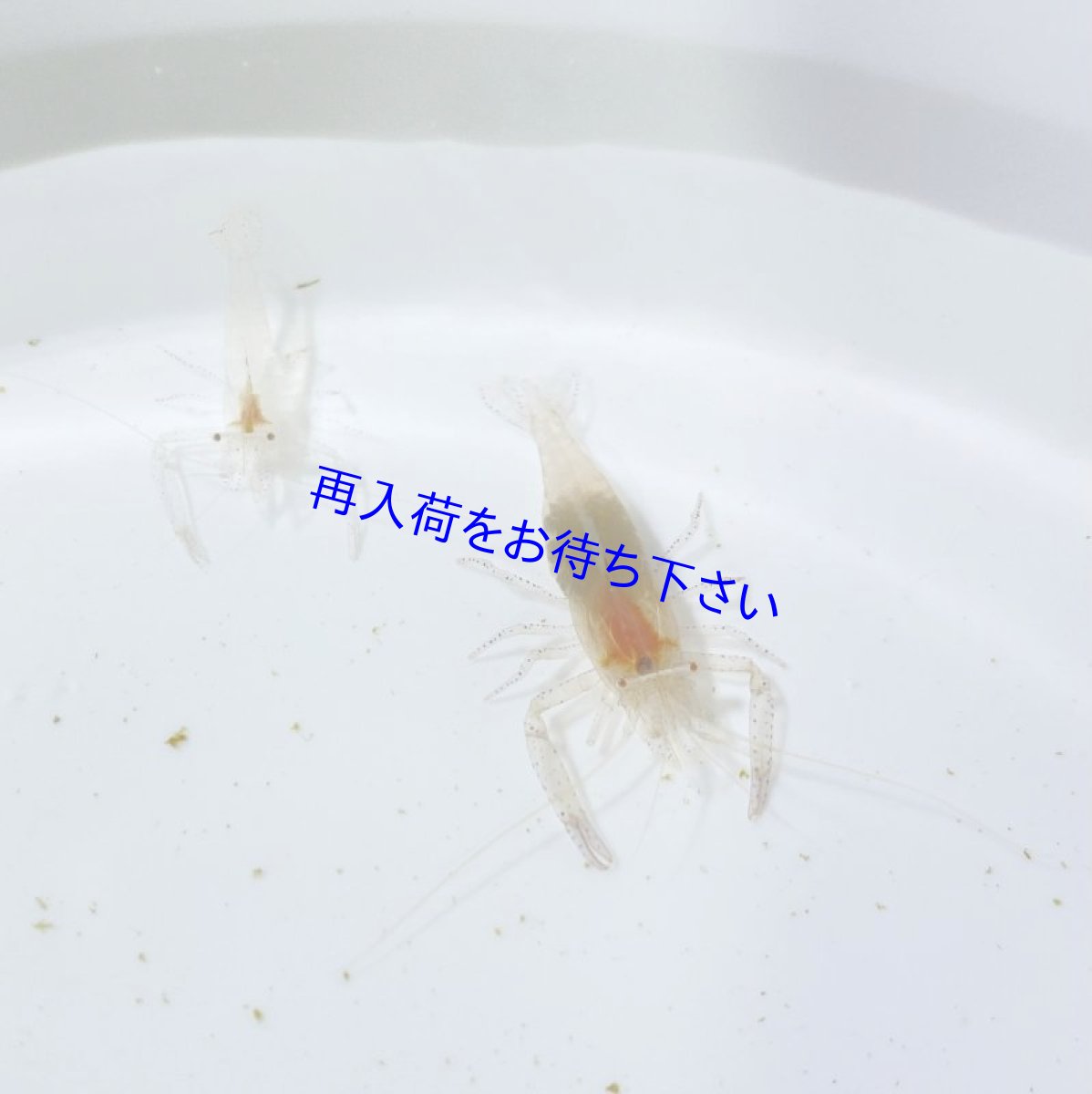 画像2: サンゴイソギンチャク＋カザリイソギンチャクモエビ　ペア (2)