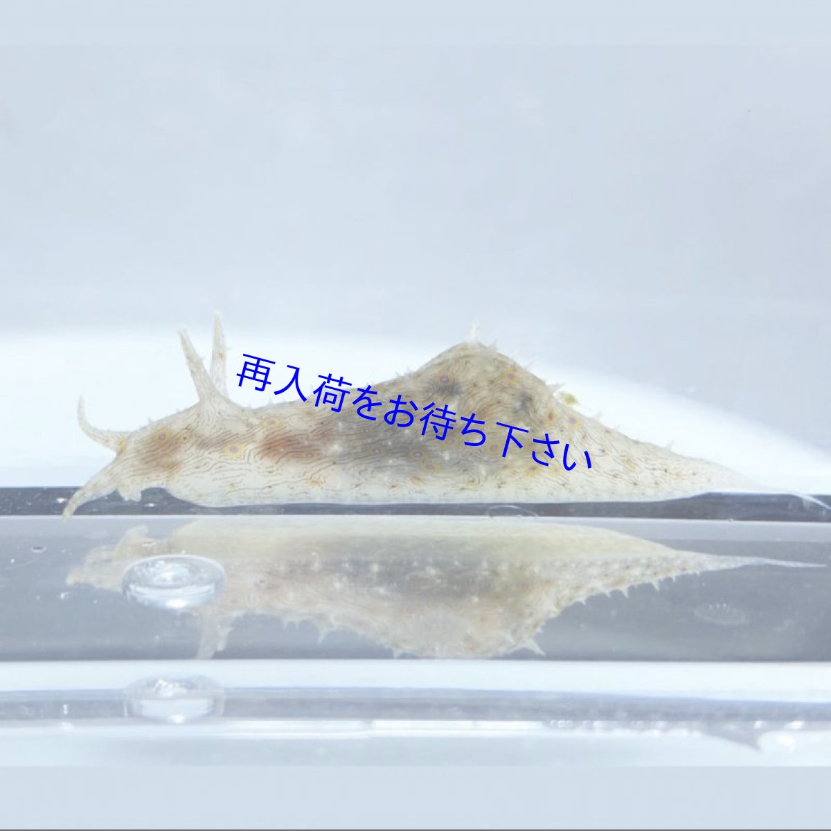 画像1: 【シアノバクテリア・藻や苔をバンバン食べる】　タツナミガイの仲間　2.5〜4cm前後 (1)