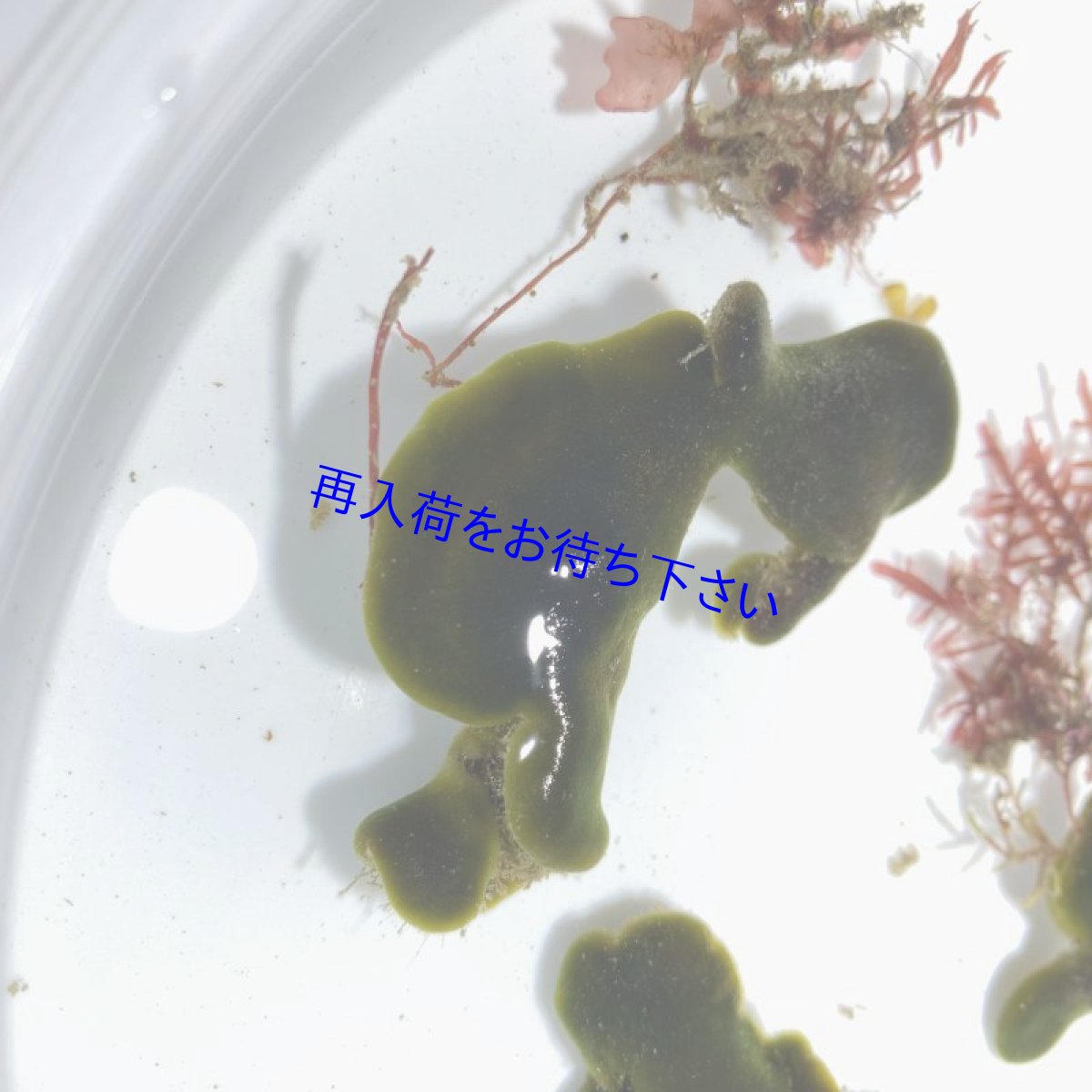 画像2: ミルの仲間　3個セット (2)