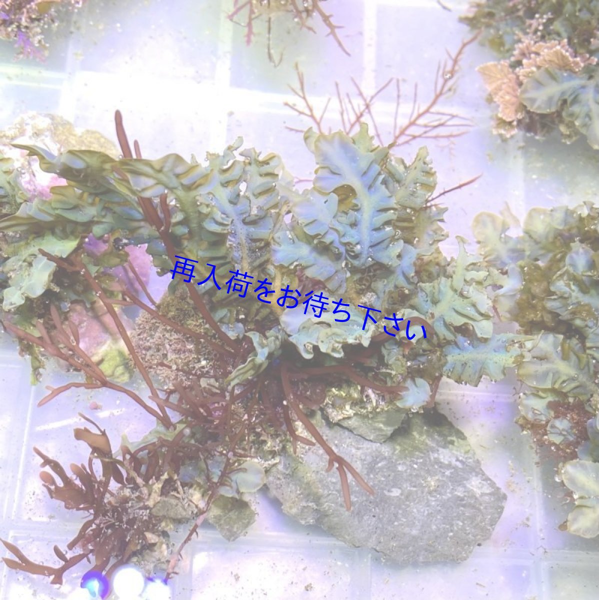 画像1: 【根付き海藻】シワヤハズ  ブルー (1)