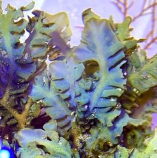 画像3: 【根付き海藻】シワヤハズ  ブルー (3)