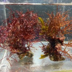 画像1: 根付き海藻　2個セット (1)
