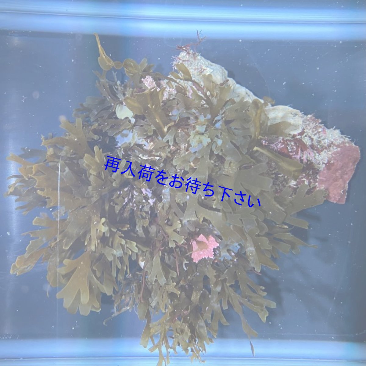 画像2: 【岩付き】アミジグサA (2)