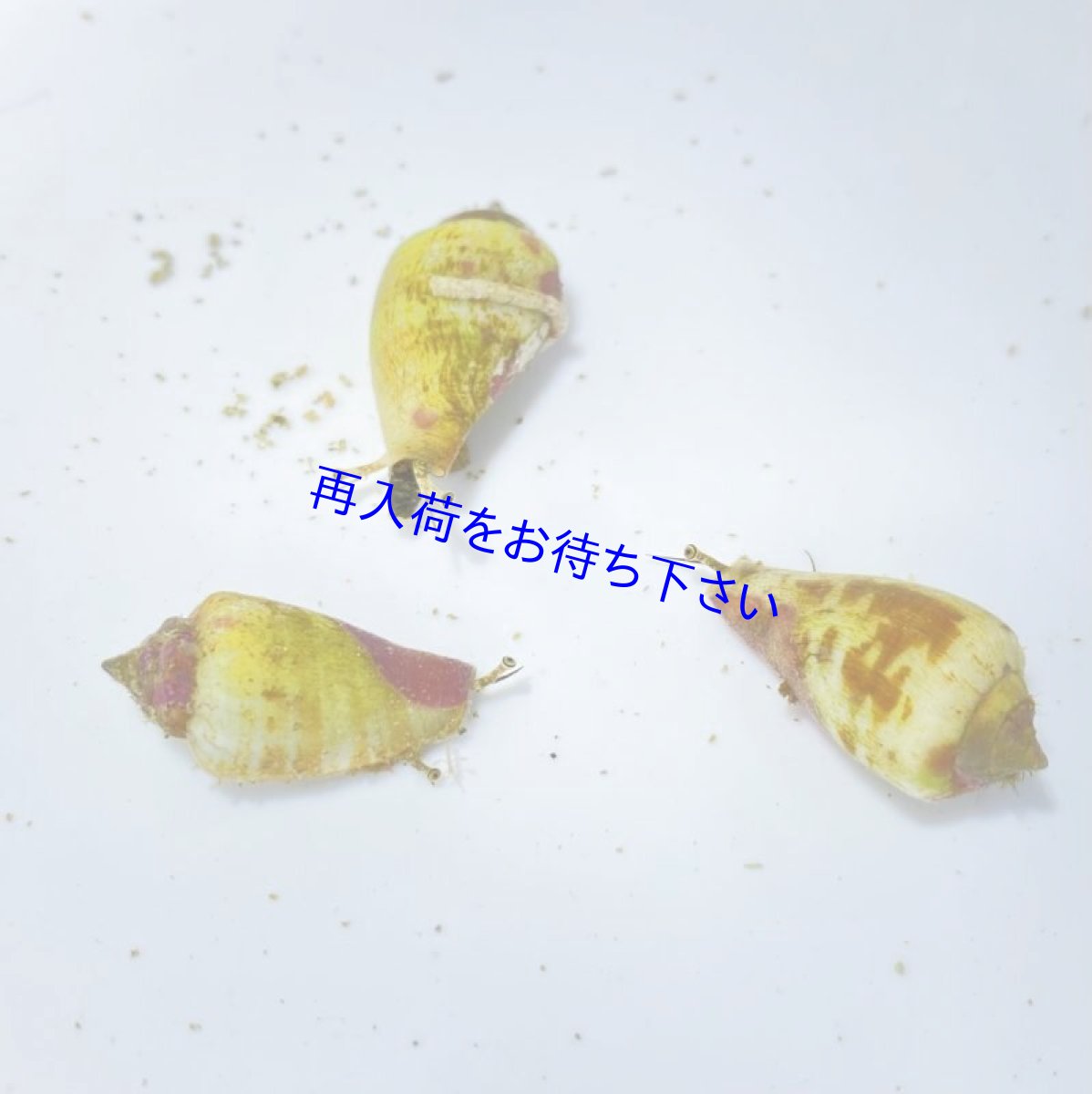 画像1: マガキガイ　超極小3匹セット　 (1)