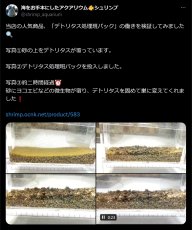 画像3: 【水槽のお役立ち・ダイノス対策にも】デトリタス処理！！餌としてもオススメ！ヨコエビなど動物性プランクトンワラワラいっぱい！ (3)