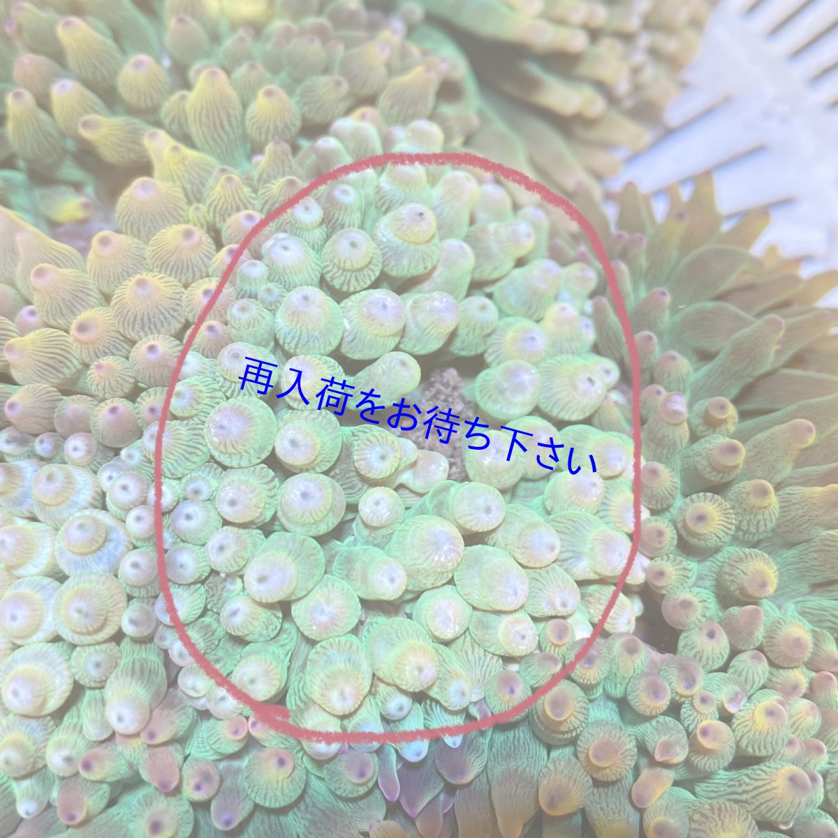 画像2: サンゴイソギンチャク　パステルグリーン (2)