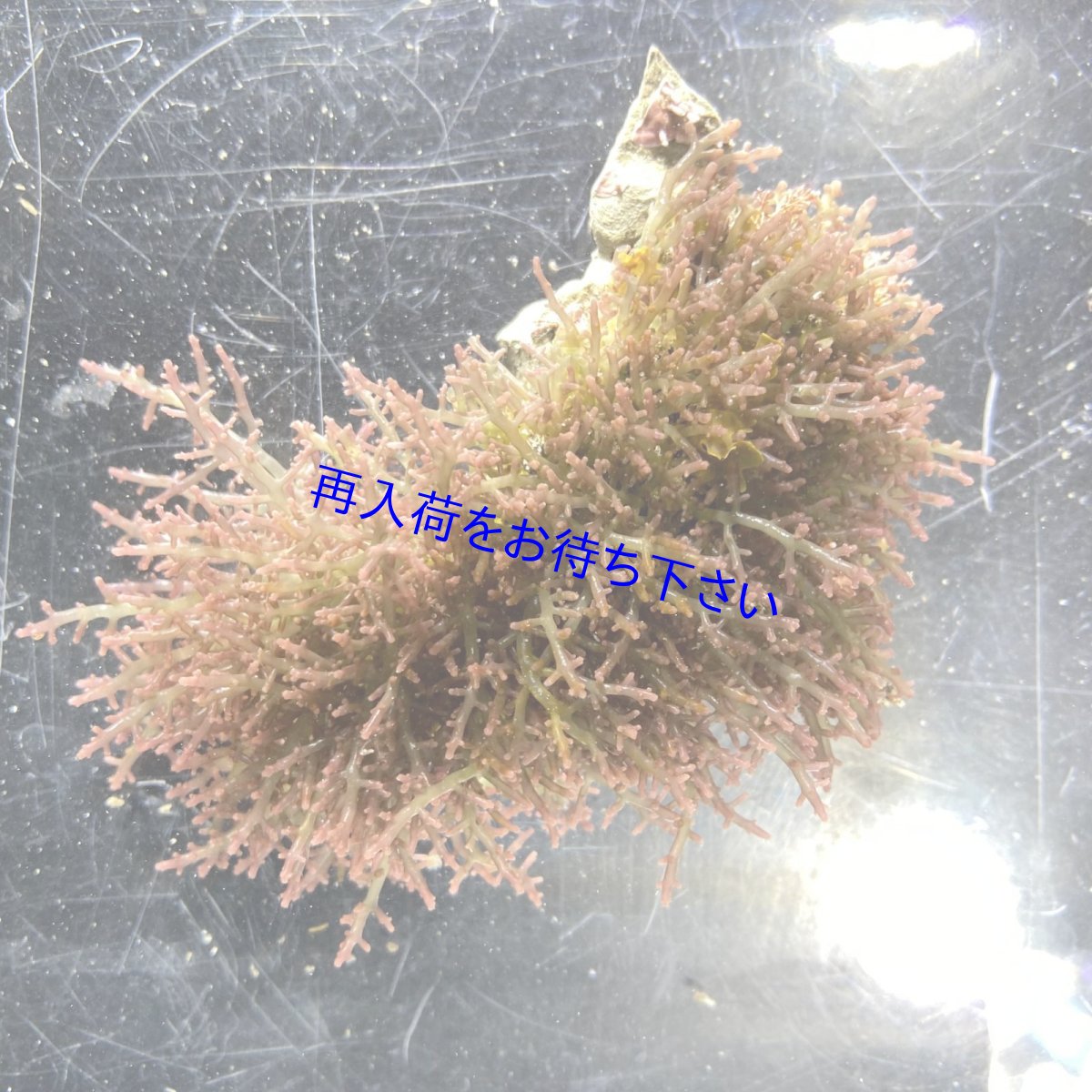 画像1: ソゾ (1)