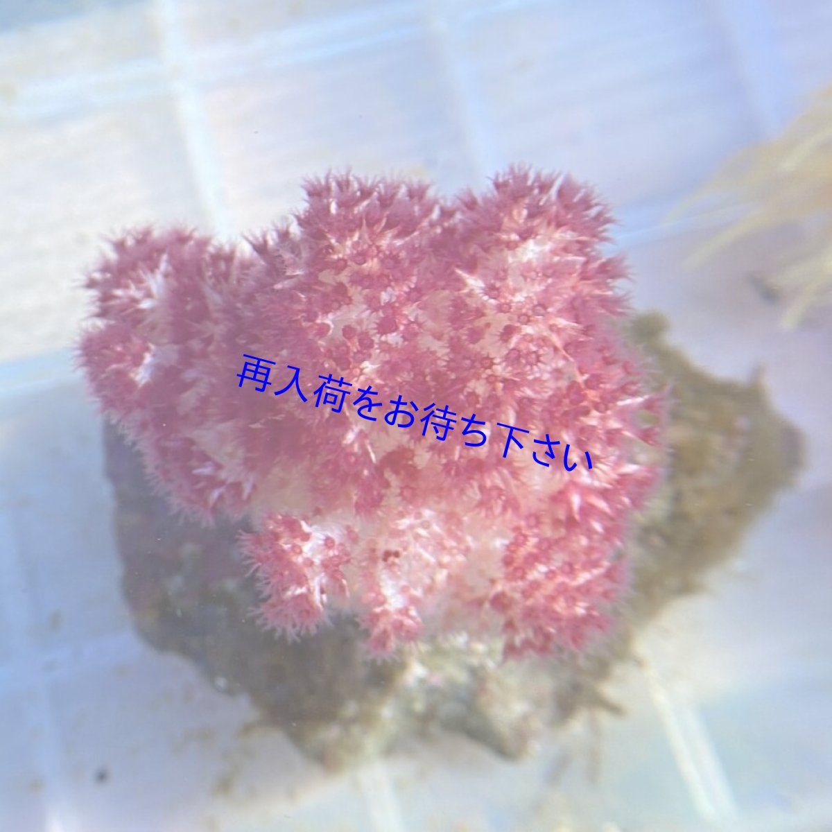 画像1: トゲトサカ　レッド (1)