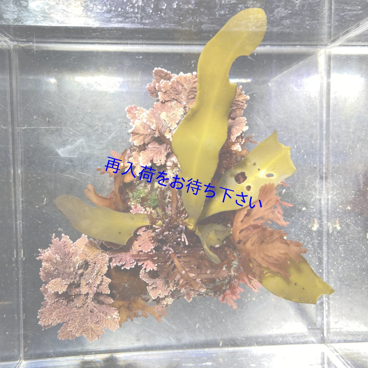 画像1: 海藻付きライブロックA (1)