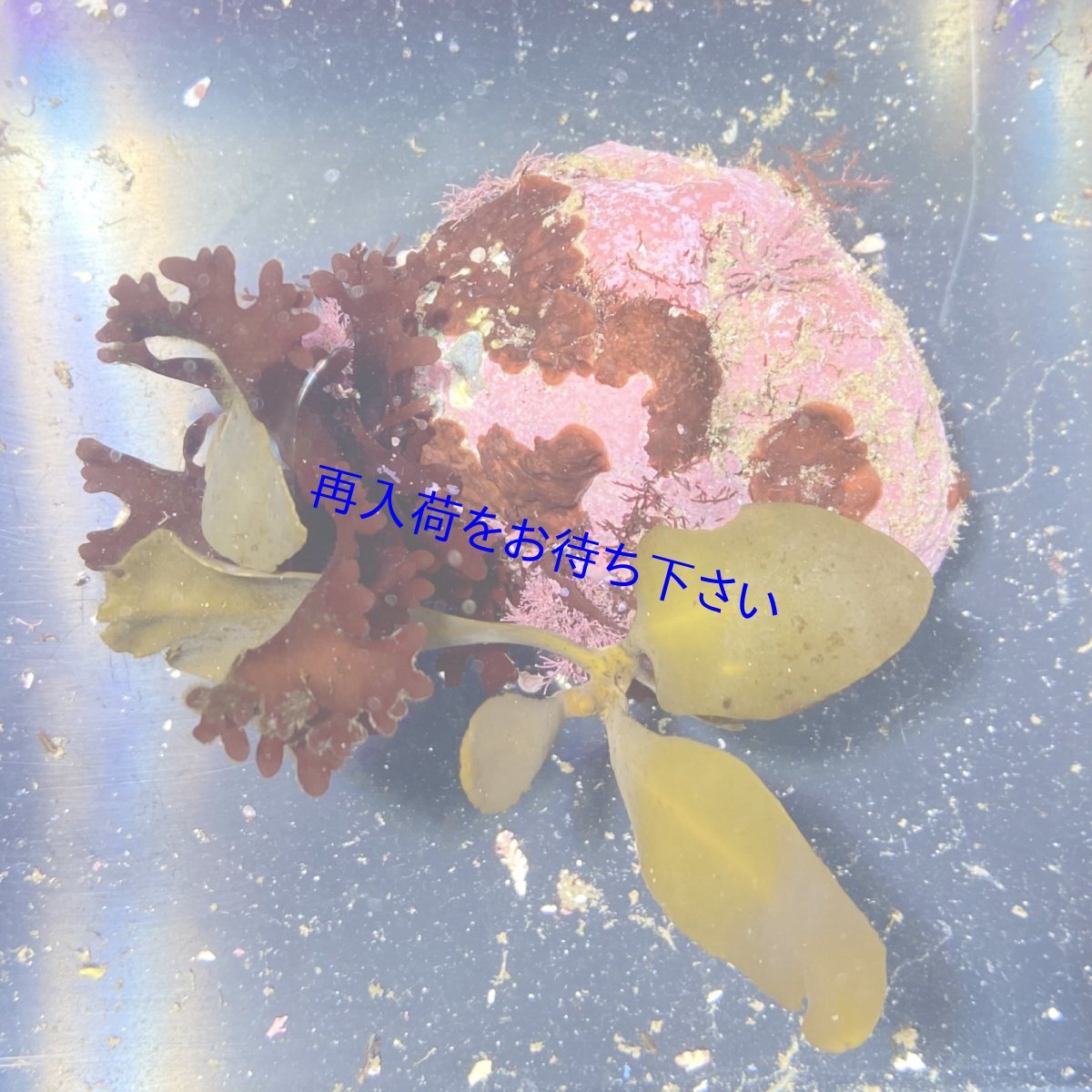 画像1: 海藻付きライブロック　i (1)