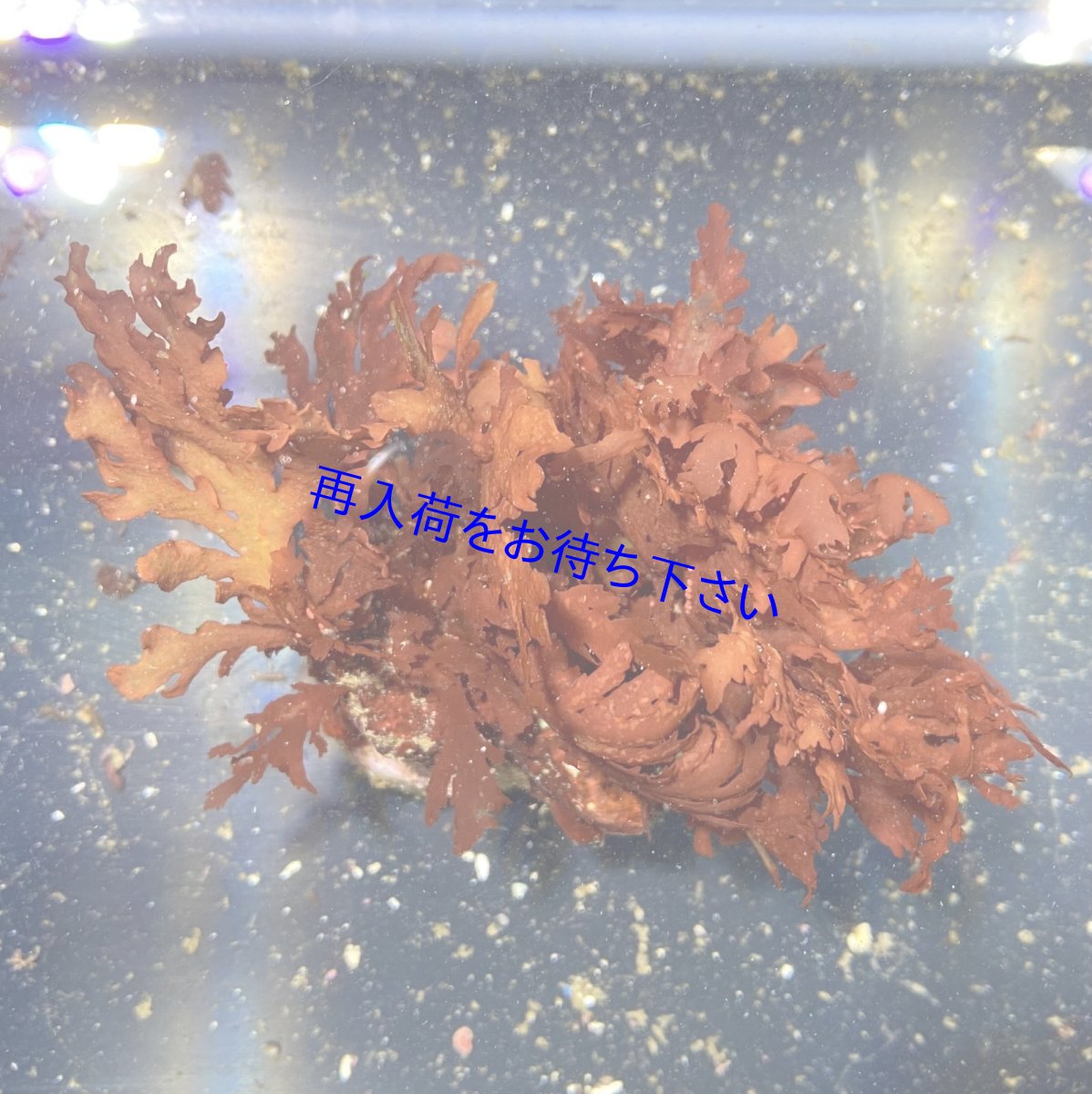 画像1: ナミノハナ　 (1)