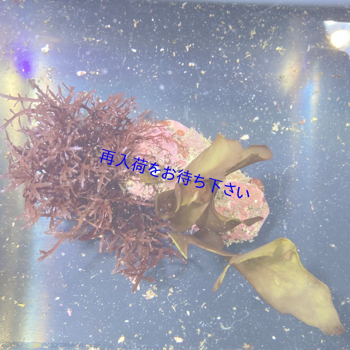 画像1: 海藻付きライブロックF (1)