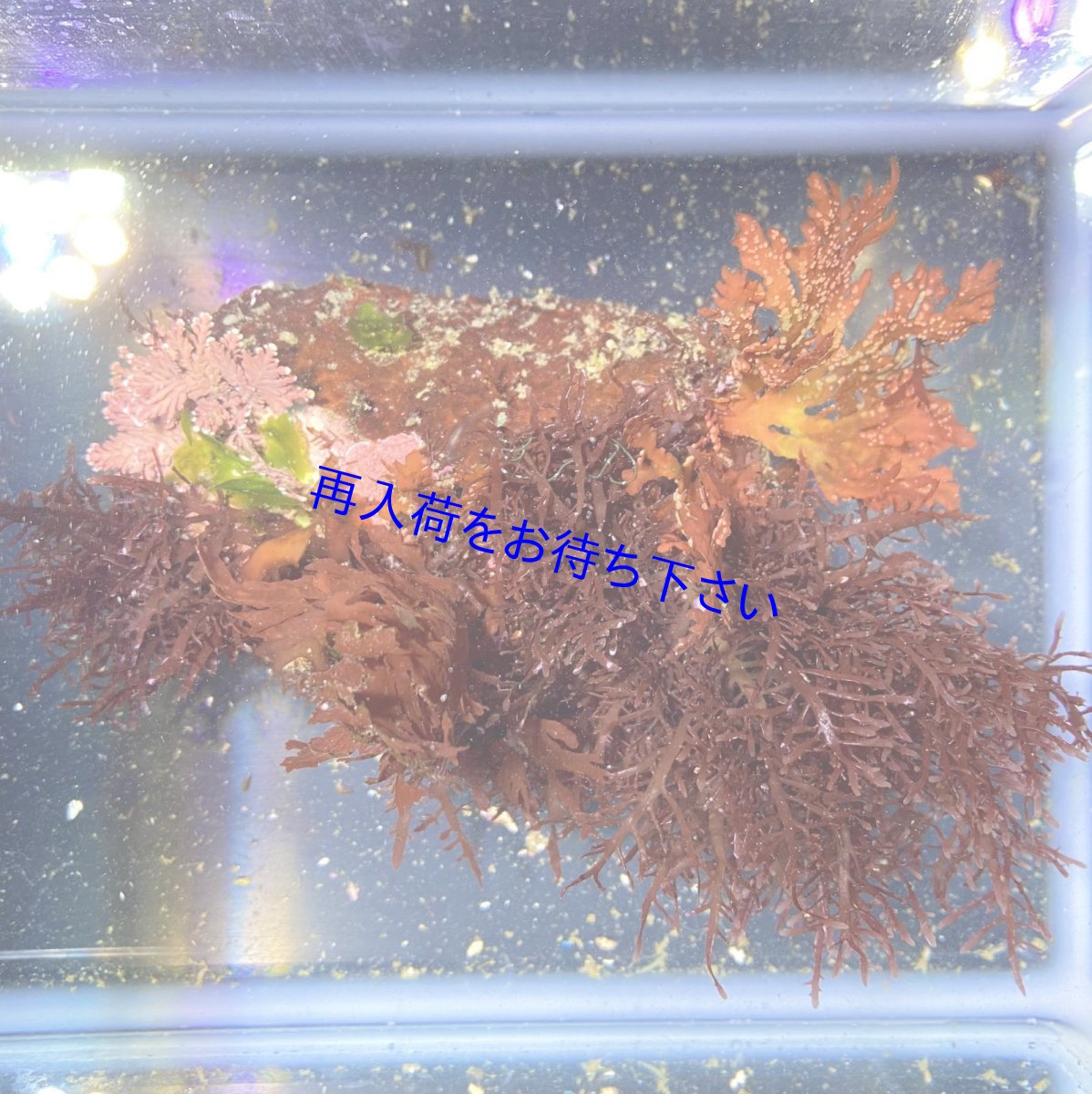 画像1: 海藻付きライブロックH (1)