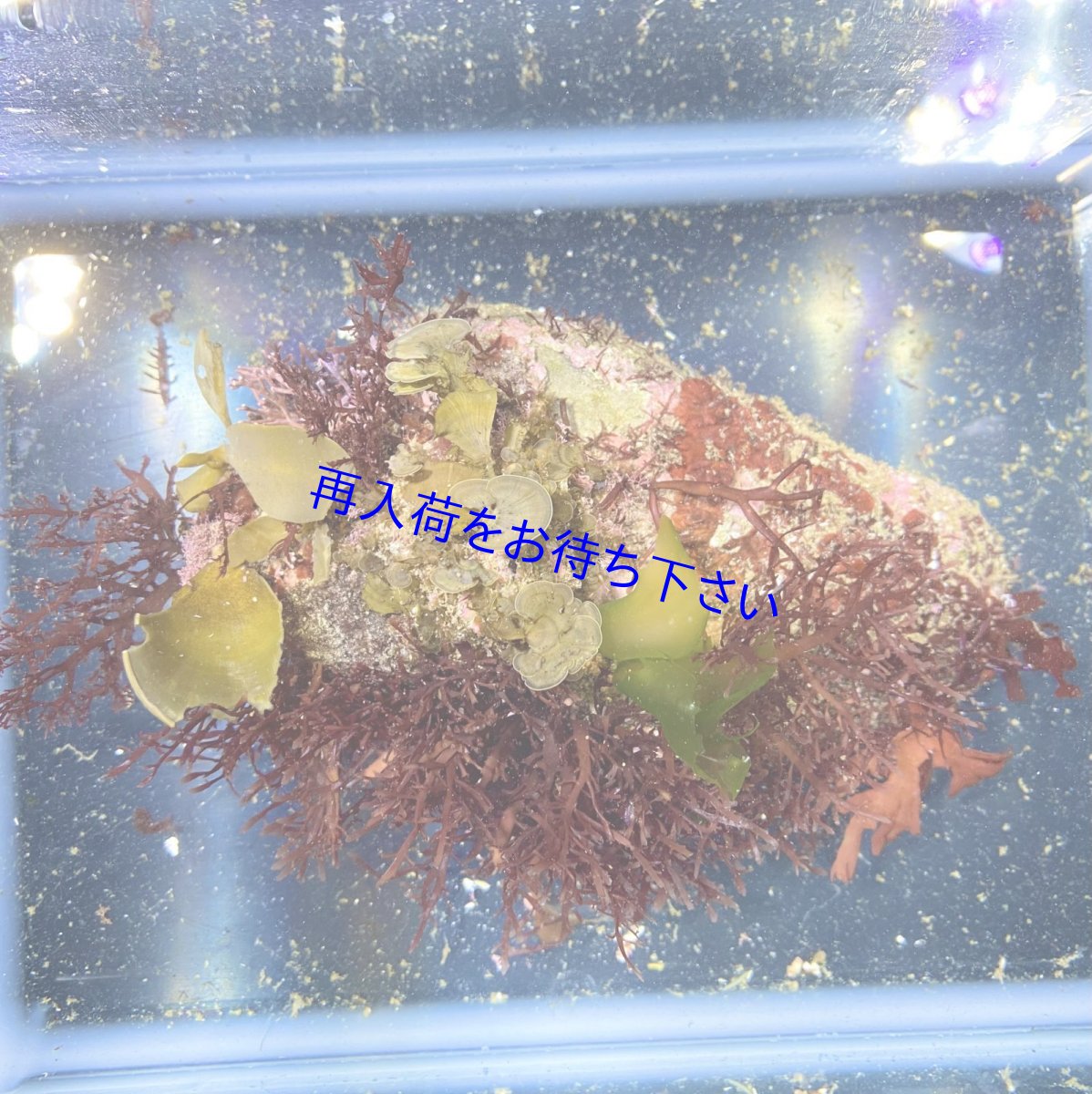 画像1: 海藻付きライブロック　K (1)