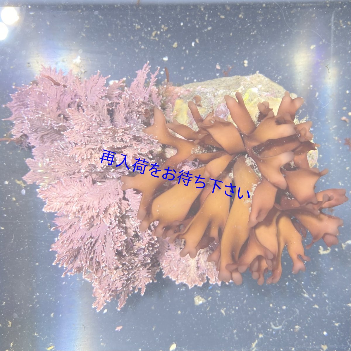 画像1: 海藻付きライブロックE (1)