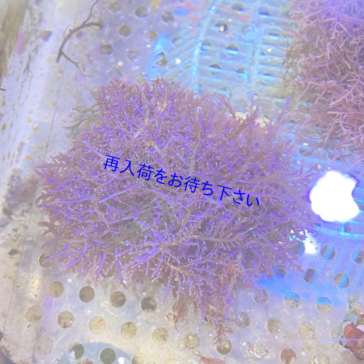 画像1: ヒラワツナギソウ ブルー　SP  (1)
