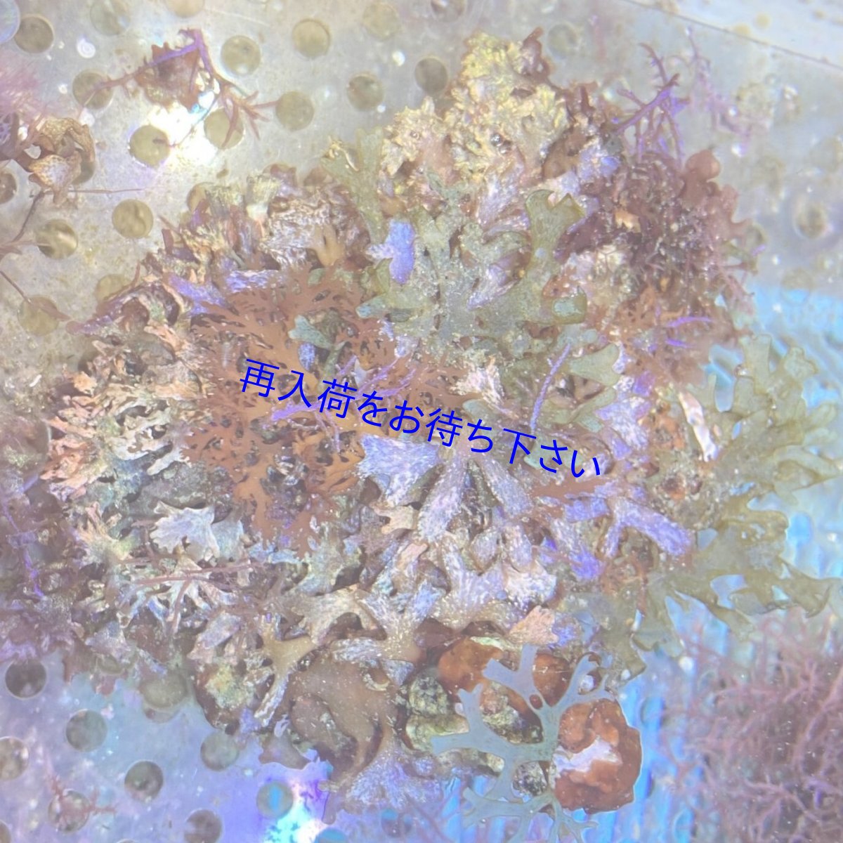 画像1: ナミイワタケ　A (1)