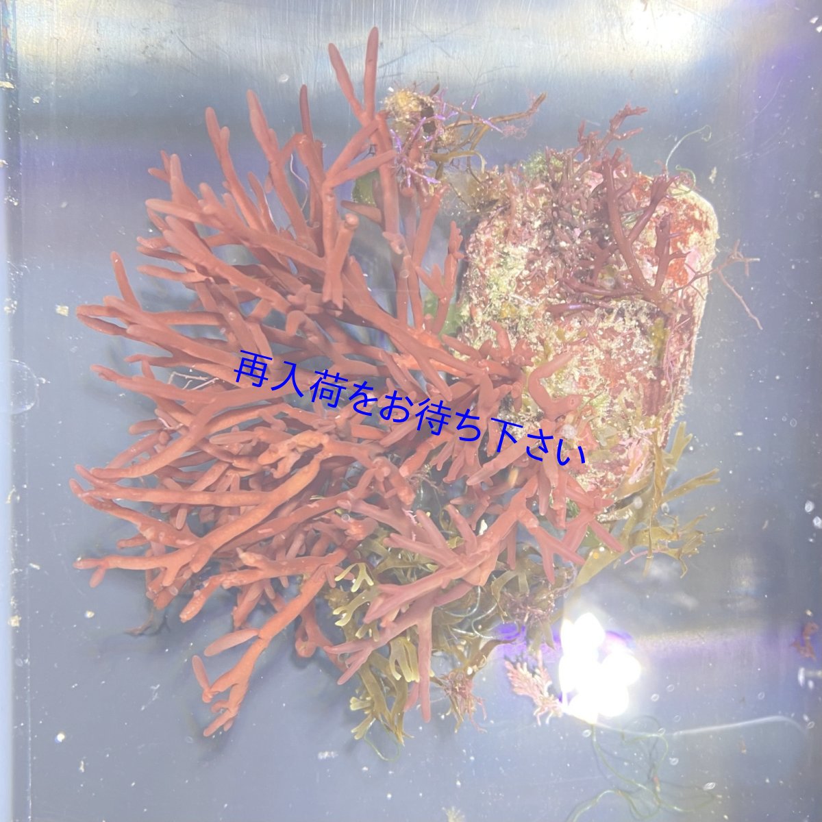 画像1: 海藻付きライブロックA (1)